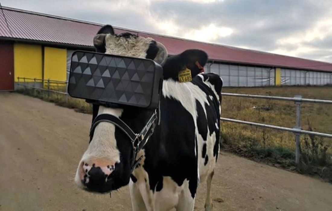 Russian cows wear VR systems to reduce anxiety