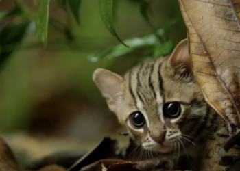 BBC made a video of the world’s smallest cat and it’s adorable