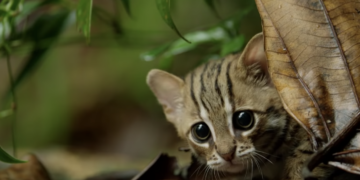 BBC made a video of the world’s smallest cat and it’s adorable