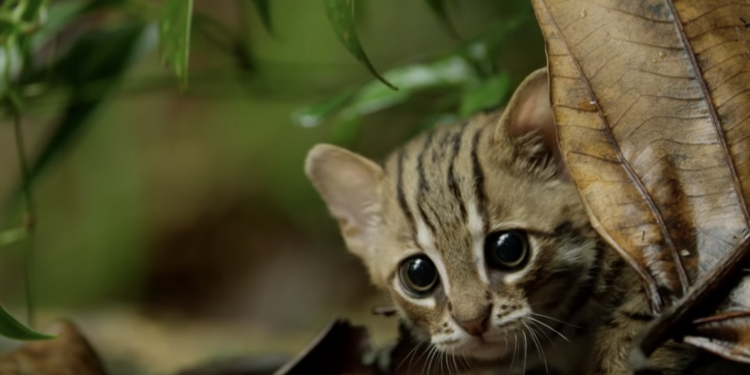 BBC made a video of the world’s smallest cat and it’s adorable