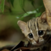 BBC made a video of the world’s smallest cat and it’s adorable