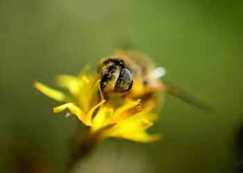 When you live in Minnesota you get paid to make your garden bee-friendly￼