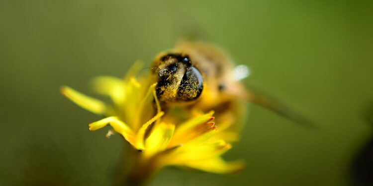 When you live in Minnesota you get paid to make your garden bee-friendly￼