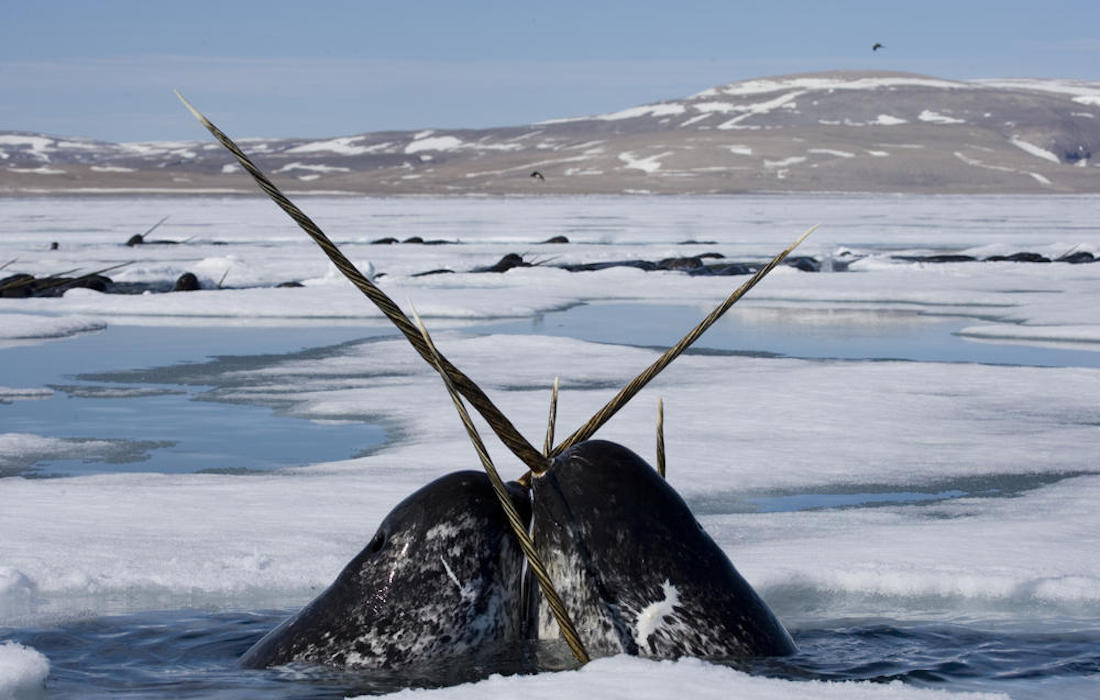 Narwhals the unicorns of the sea