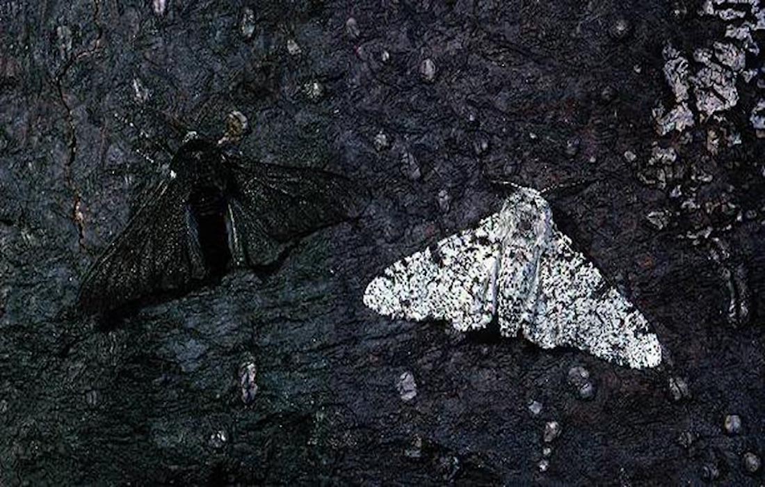 London’s peppered moths