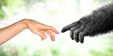 Why aren’t humans as hairy as other primates?