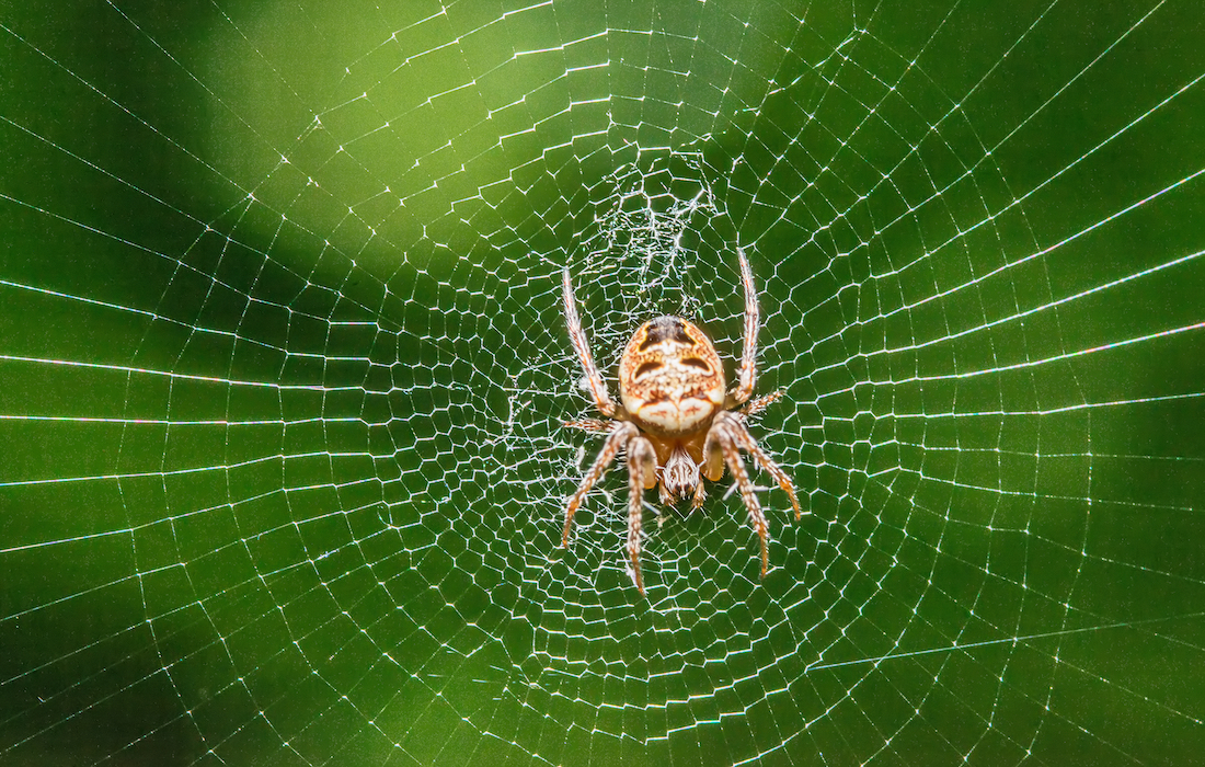 Spider web silk – the stickiest mystery of science unraveled?
