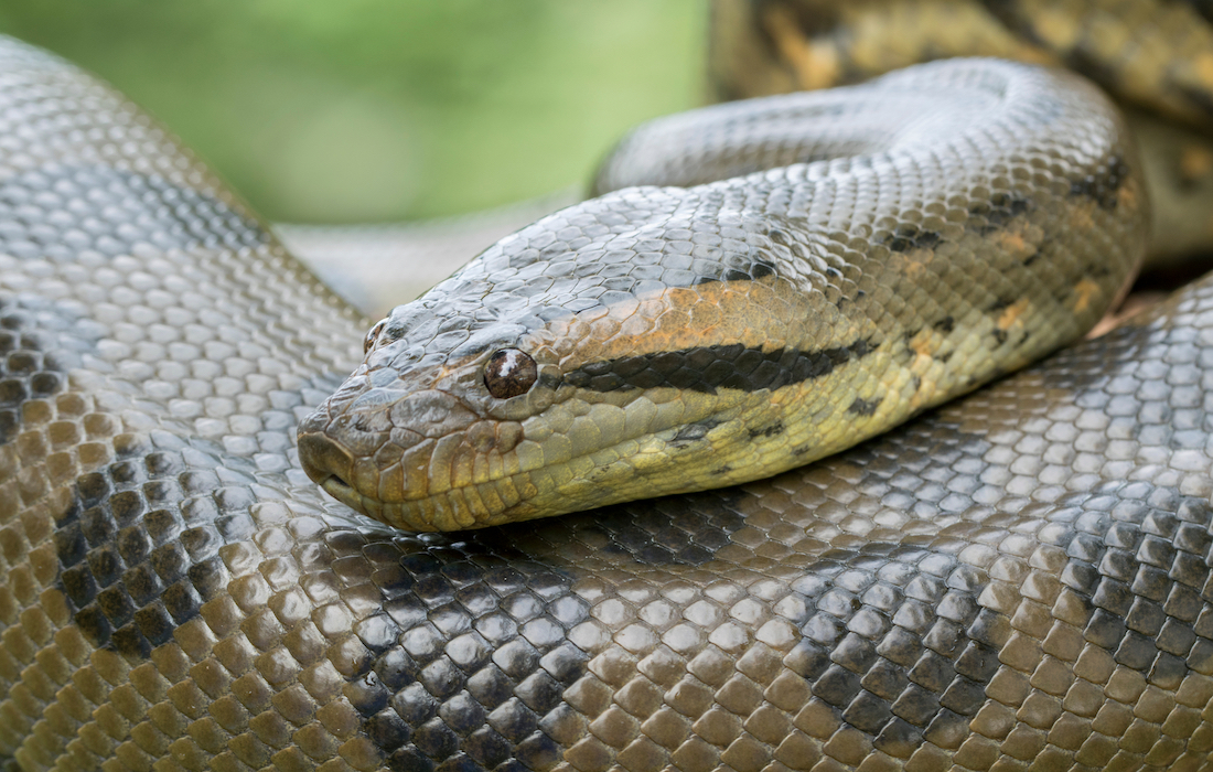 Get to know about the green anaconda