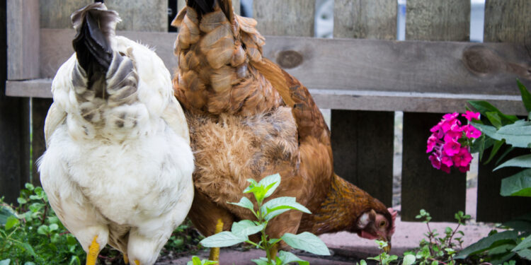 What does the expression “Guess what, chicken butt!” mean?