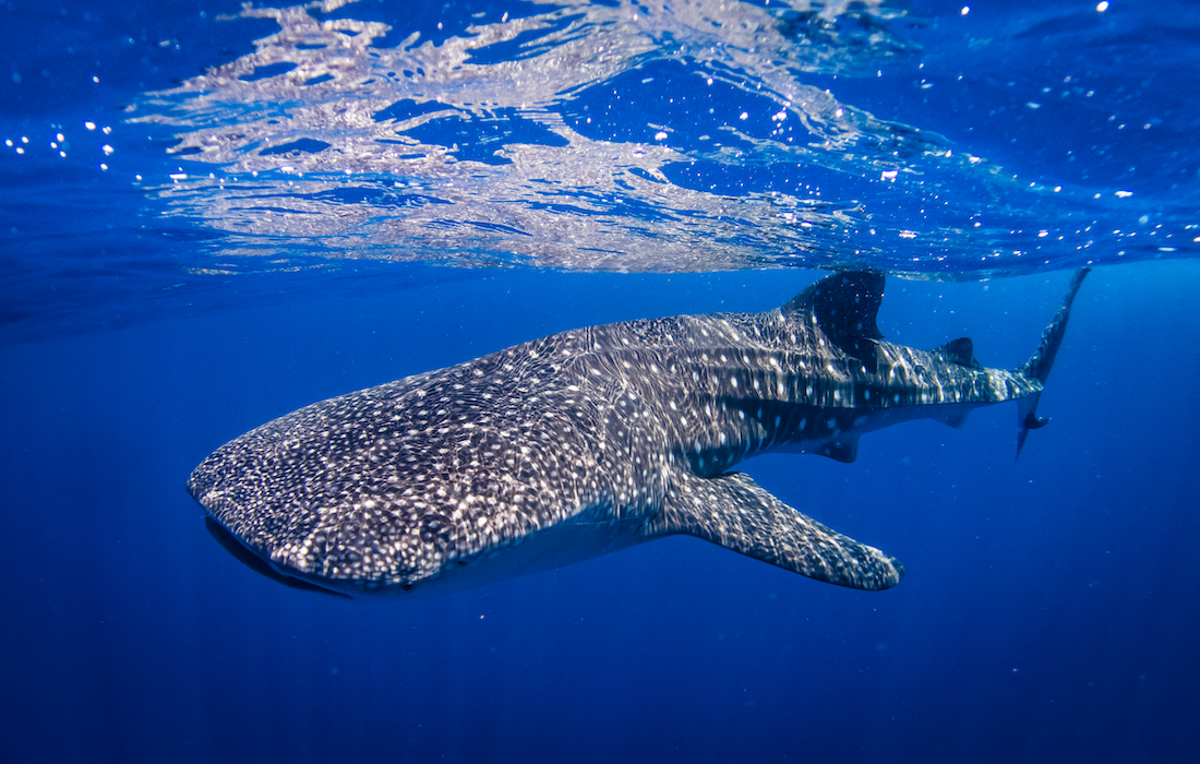 Whale sharks are on the move but why?