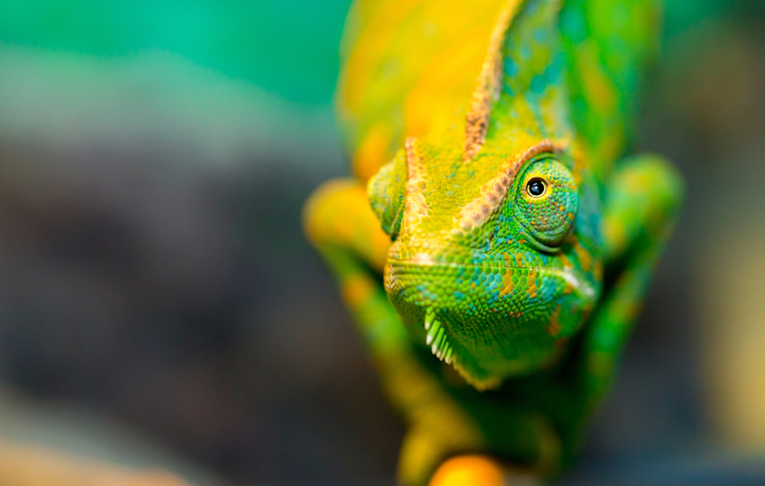 Chameleons color-changing secret revealed