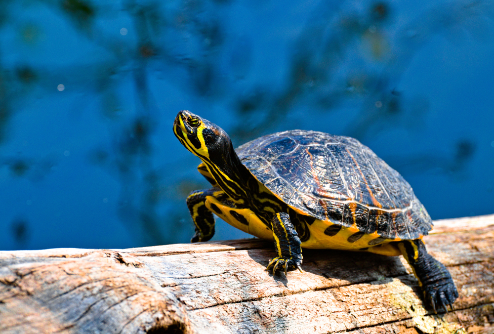 Should you keep a wild turtle?