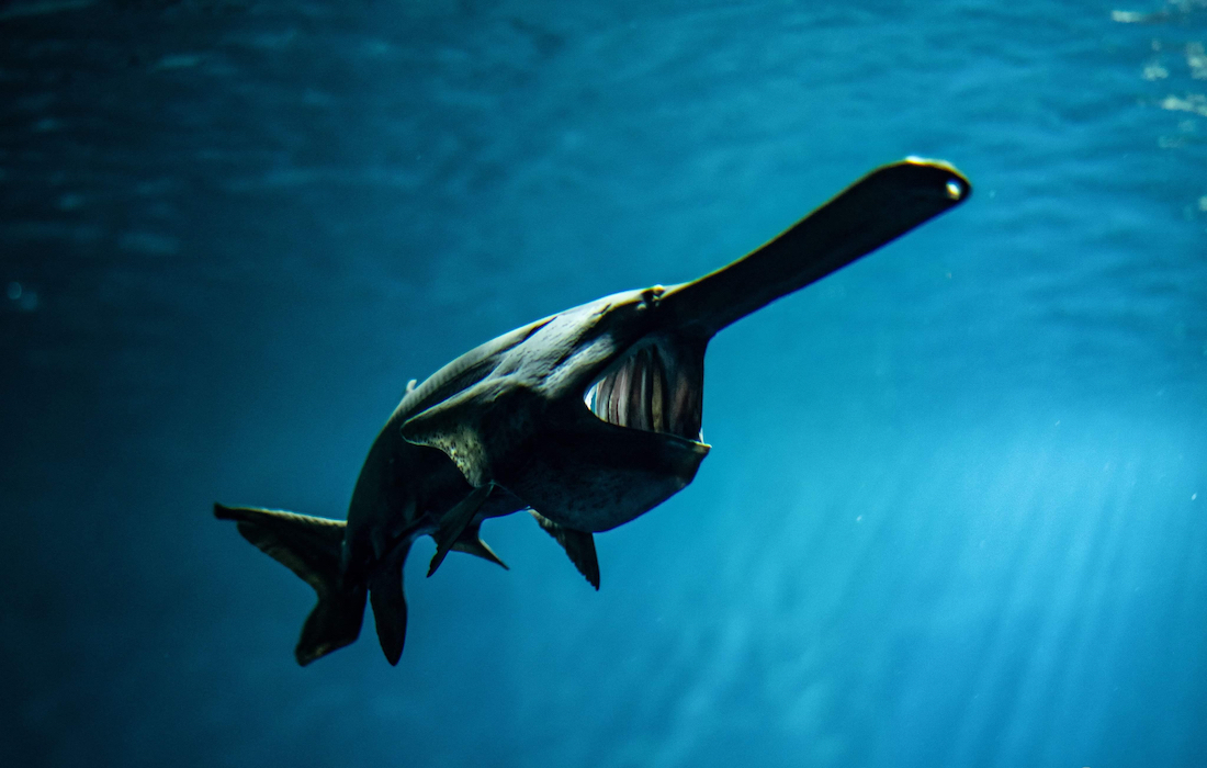 First official extinction of 2020 – one of the largest freshwater fishes