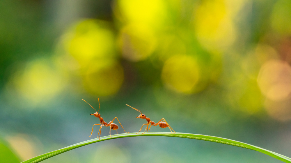 Social distancing in nature