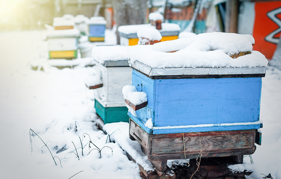 How the honey bees keep their selves warm during winters