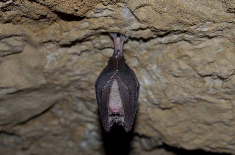 Why do bats hang upside down when they sleep?