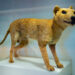 Missing Thylacine’s Remains Relocated After 85-Year Absence