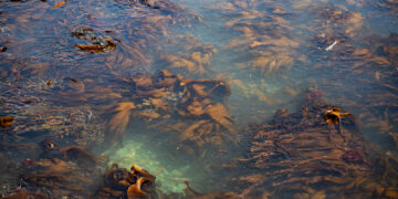 Antarctic Seaweed Discovery Offers Positive Climate Impacts