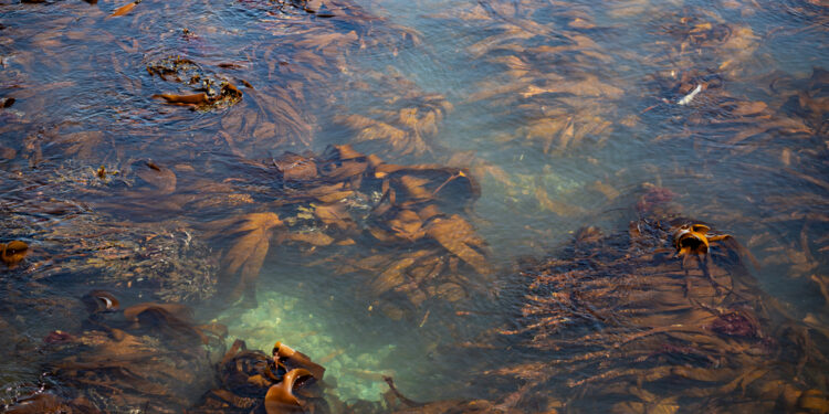 Antarctic Seaweed Discovery Offers Positive Climate Impacts