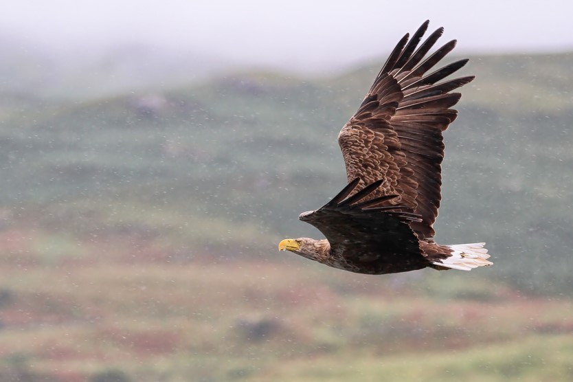The unsolved mystery of disappearing eagles of Scotland