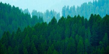 Simple Ways How Forests Help Reduce Global Warming