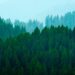 Simple Ways How Forests Help Reduce Global Warming