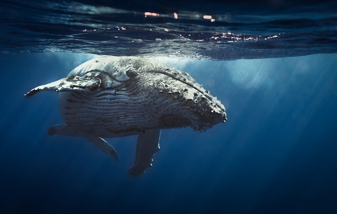 Here is why whales are important to our ecosystem