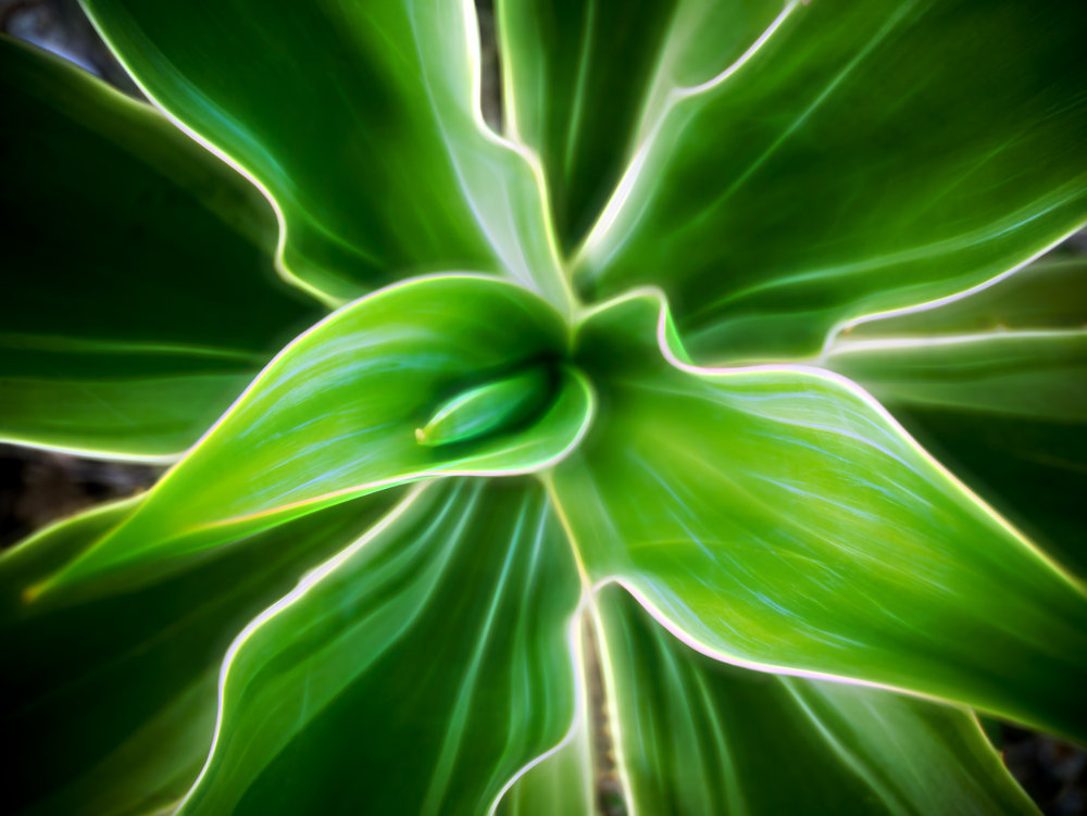 Could luminous plants save the world?