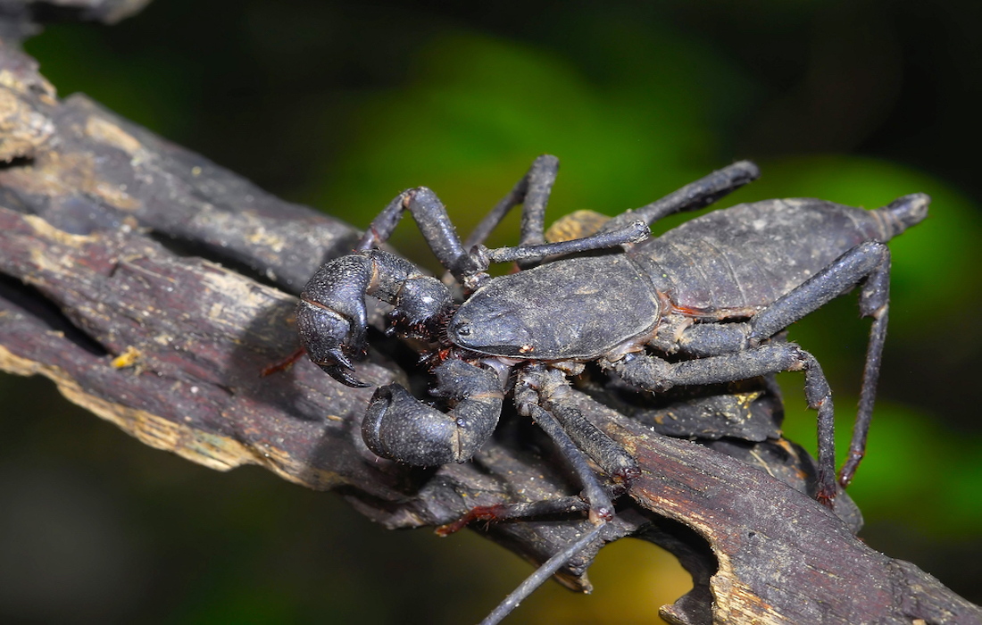 Whip Scorpions – Venom-free but scary