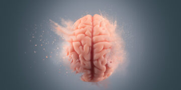 Differences between brains of primates and the human brain