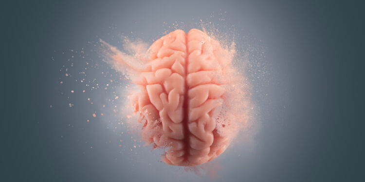 Differences between brains of primates and the human brain